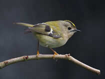 Goldcrest_1