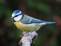 Eurasian_blue_tit_Lancashire