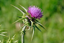 Milk_thistle_flowerhead